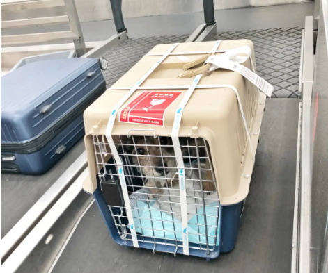 泰州宠物托运 宠物托运公司 机场宠物托运 宠物空运